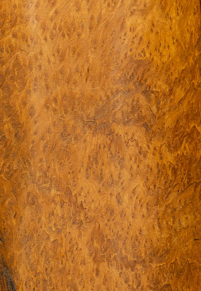 Redwood Burl Species 1 redwood burl bg